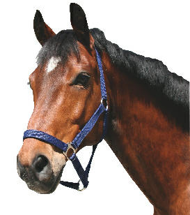 Halster nylon paard blauw 3