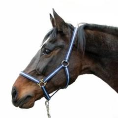 Hippo halster blauw-00 - Veulen/mini Shetland