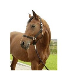 Hippo halster zwart- 0 - Shetland