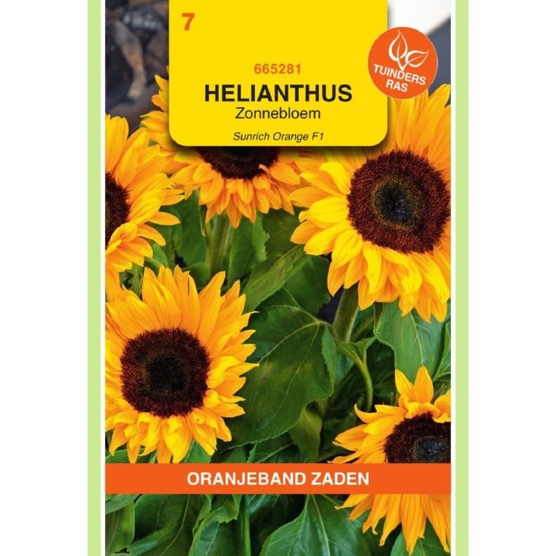 Helianthus Zonnebloem Sunrich