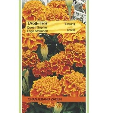 Tagetus Queen Sophie lage Afrikaan 1jr