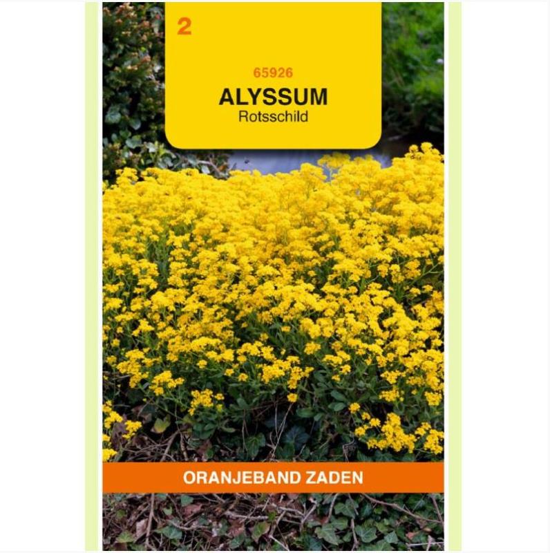 Alyssum Rotsschild geel