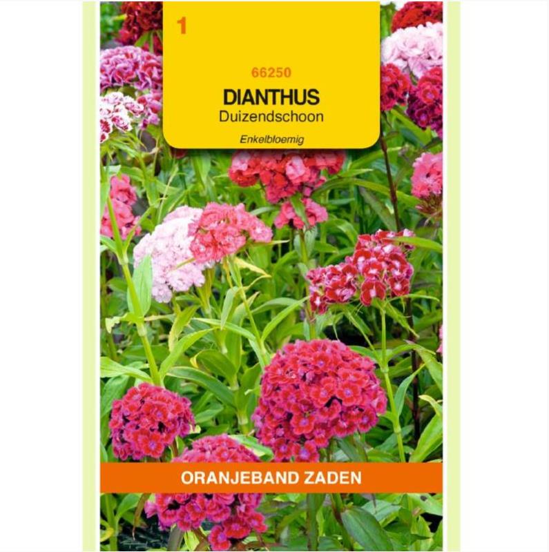 Duizendschoon Dianthus Barbatus