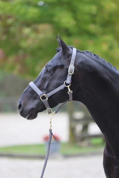 Classy halster Cob grijs